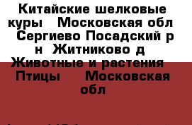 Китайские шелковые куры - Московская обл., Сергиево-Посадский р-н, Житниково д. Животные и растения » Птицы   . Московская обл.